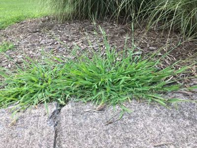 Crabgrass Is one of the Common Weeds That Look Like Grass
