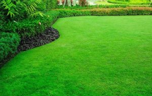 Best Grass for Florida Lawn